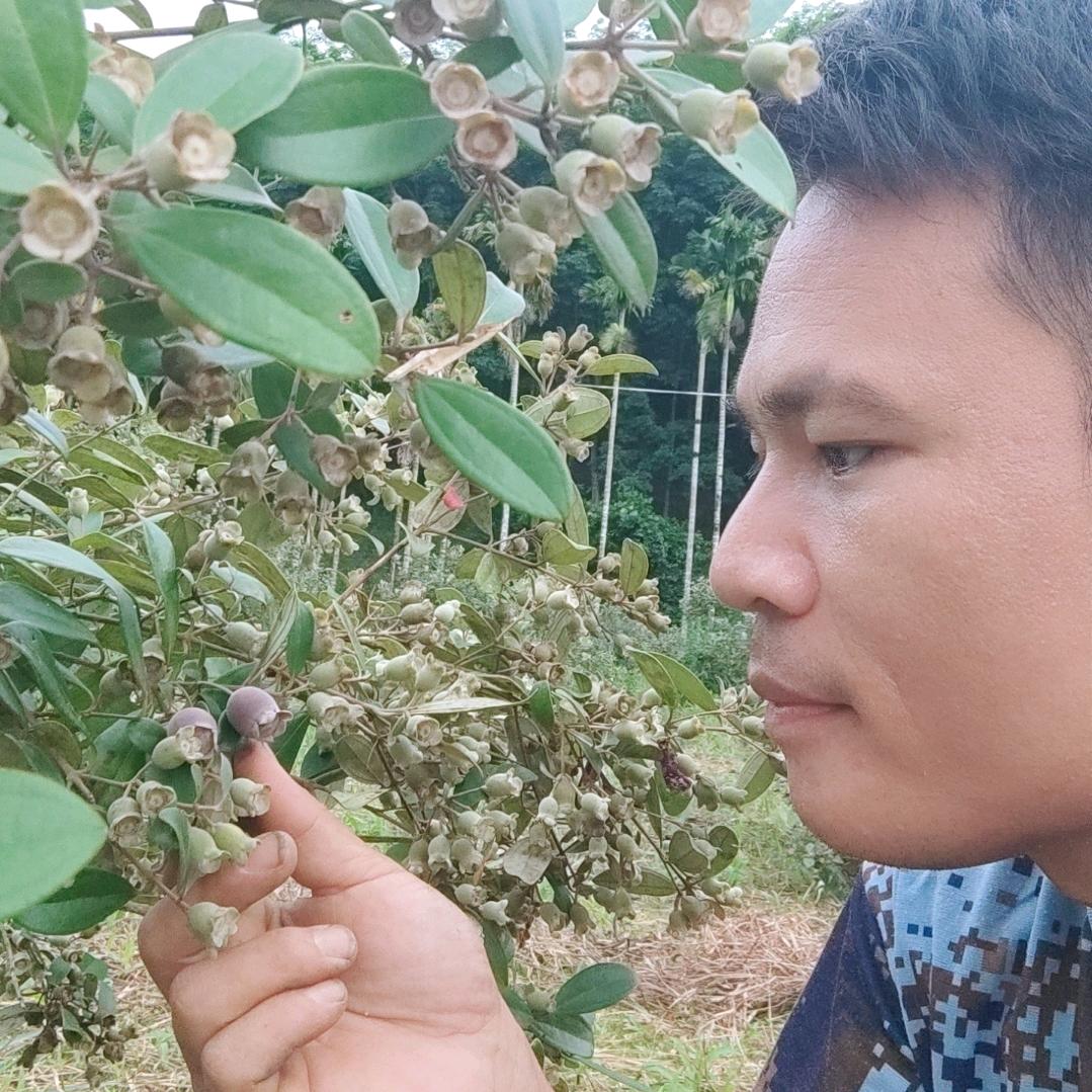 呆尼哥（种出儿时的味道）