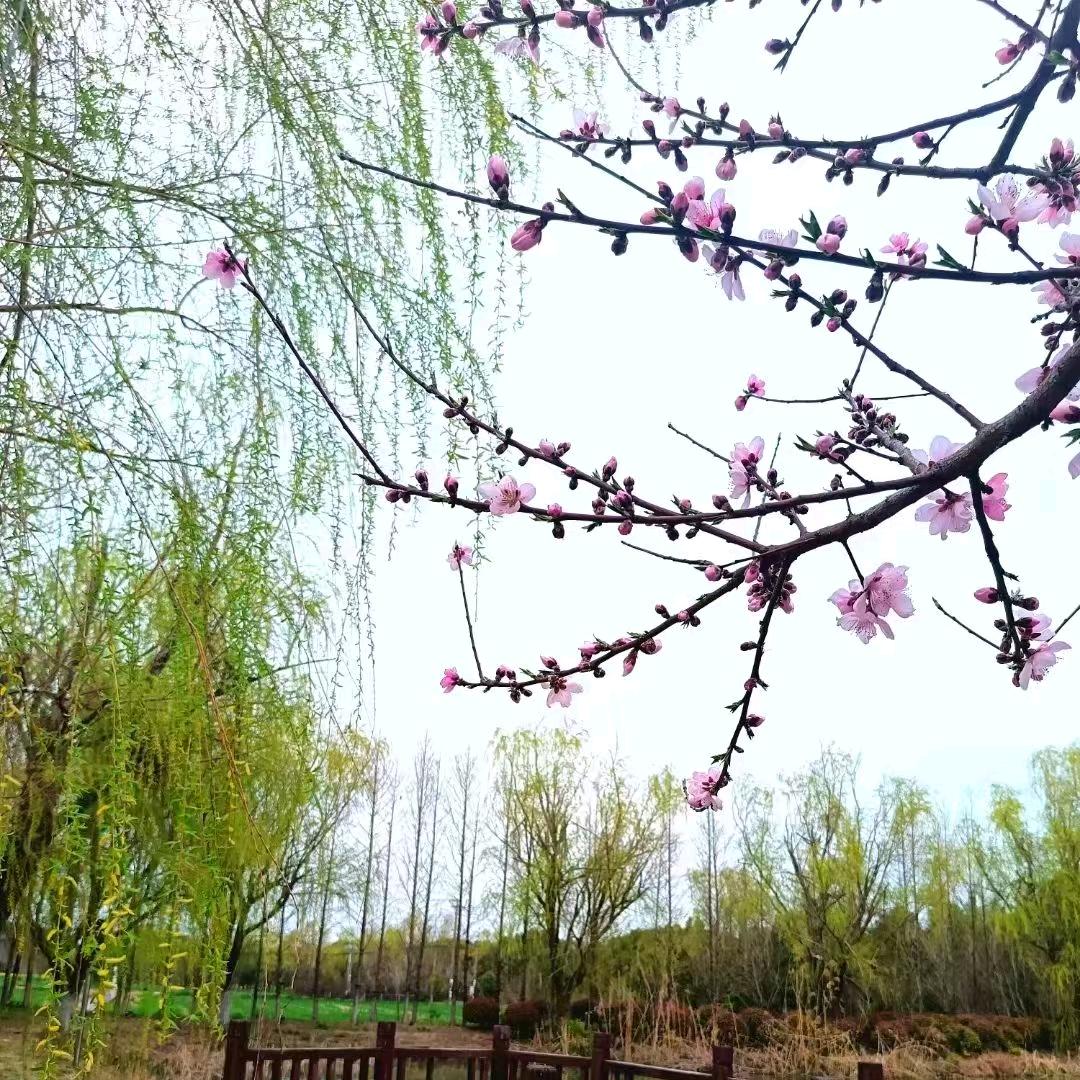 LiuFeng涟水北集的