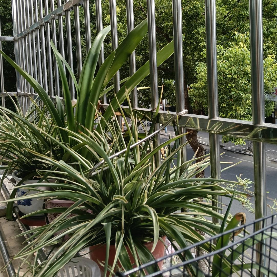 梅花盛开