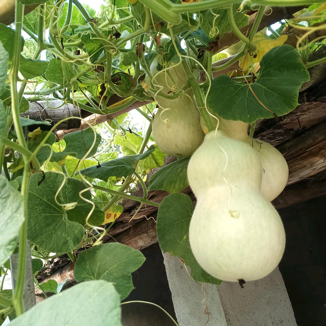 老刘