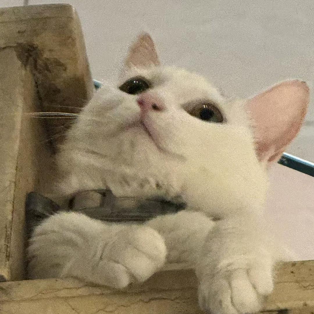 西华小学姐