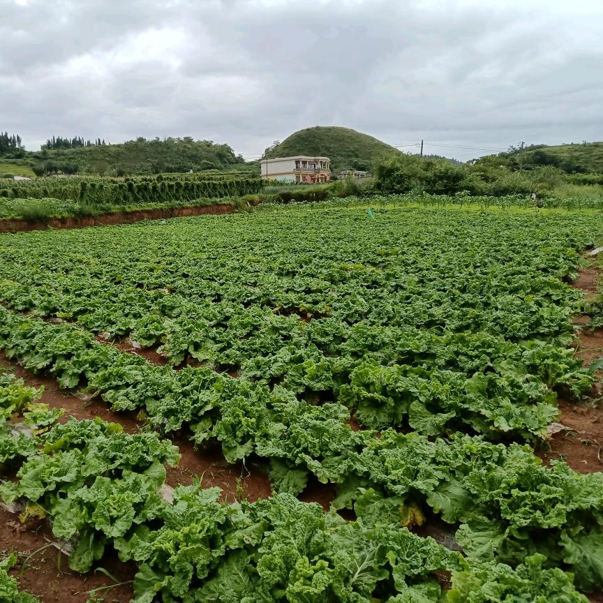 种白菜的农村宝妈，