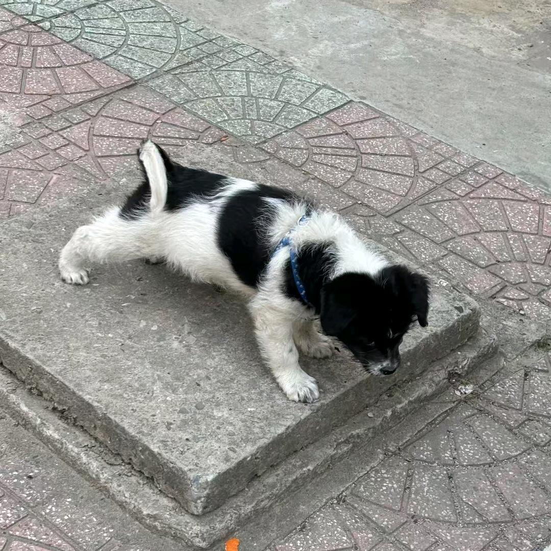 家有旺财和来福