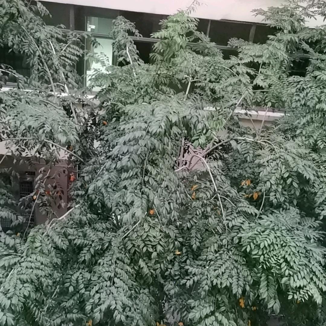 588888448