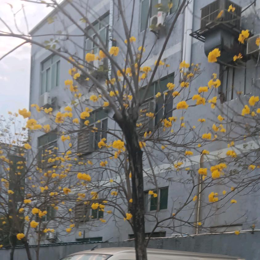小琴琴