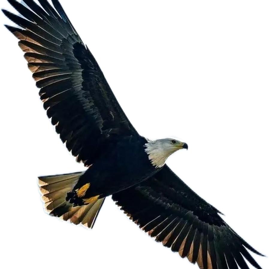 草原之鹰✨⁶¹¹