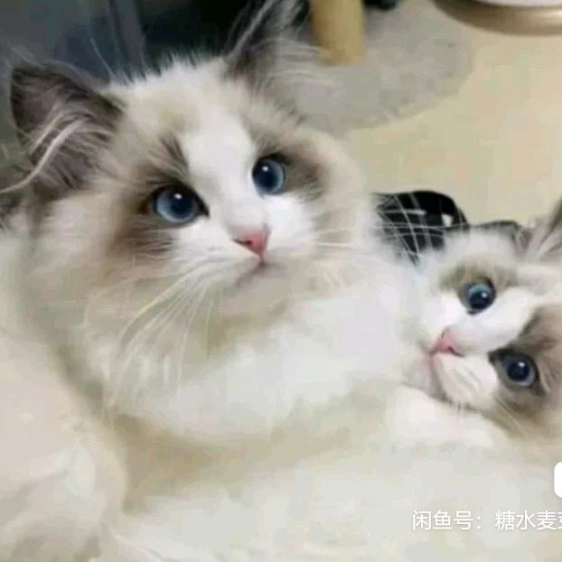 ☘️清风明月☘️