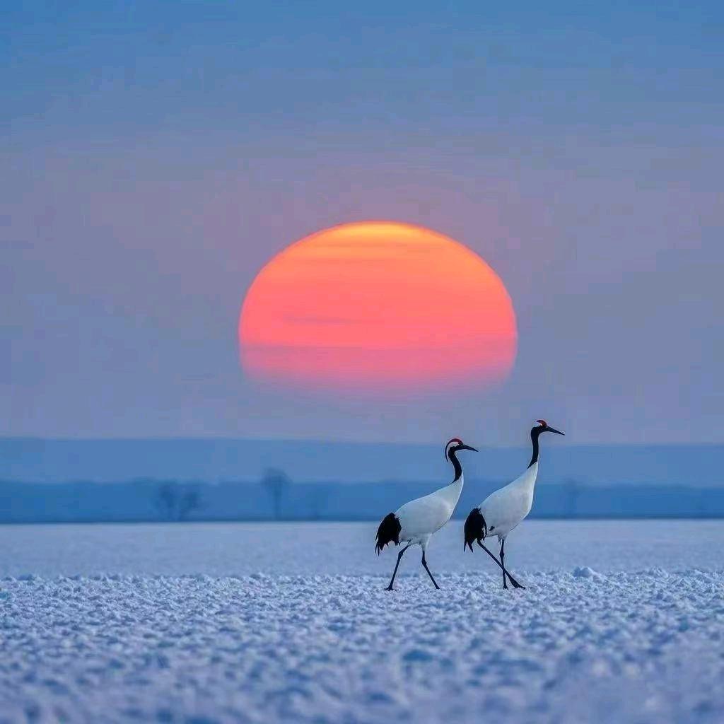 LZ 兲爲歆而婭 88888188888