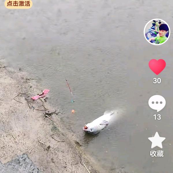老猫