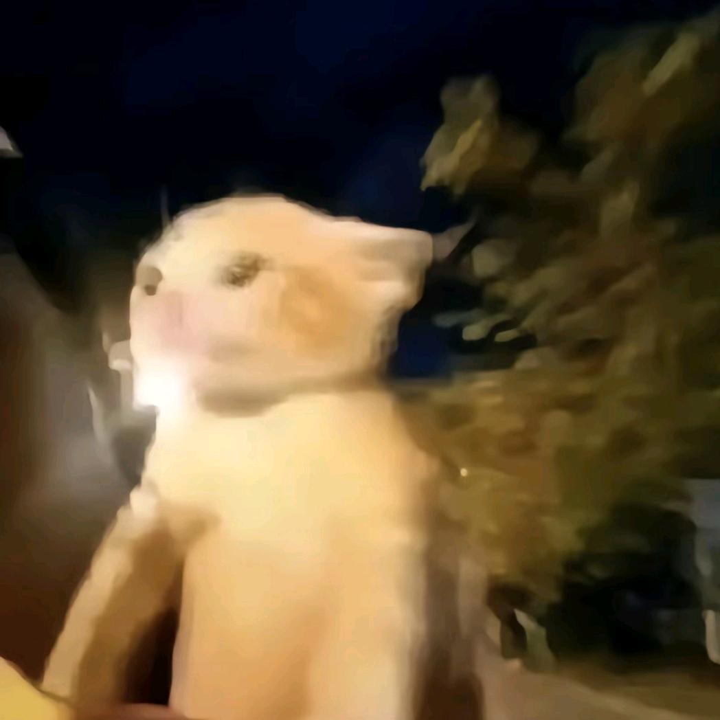 章鱼哥