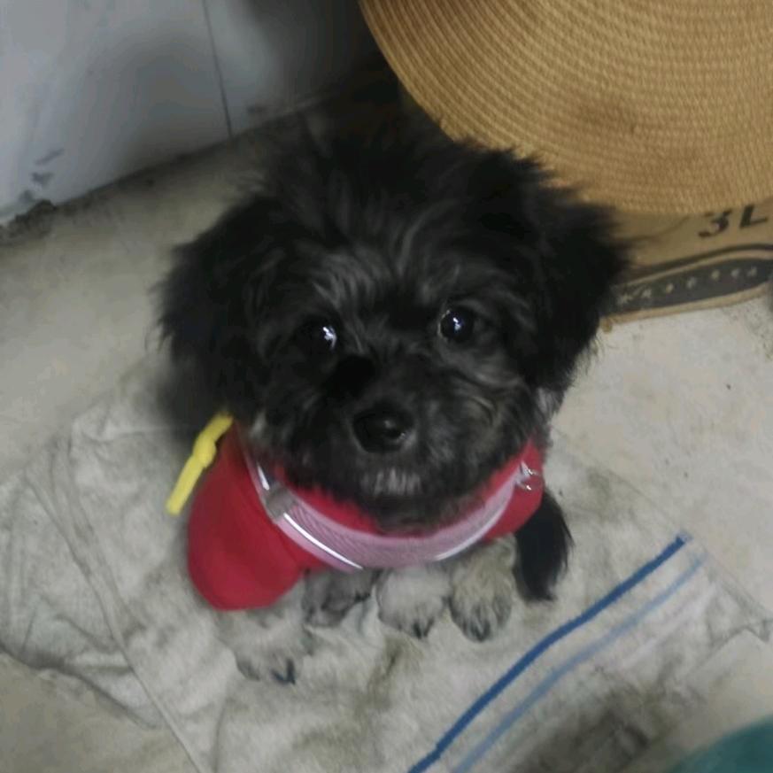 糯米是只小可爱狗🐶