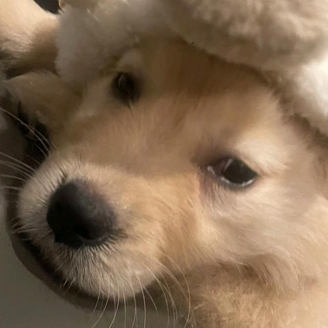 漳州宠物猫狗批发