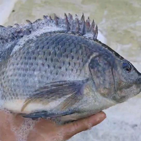 黄氏水产罗非收购