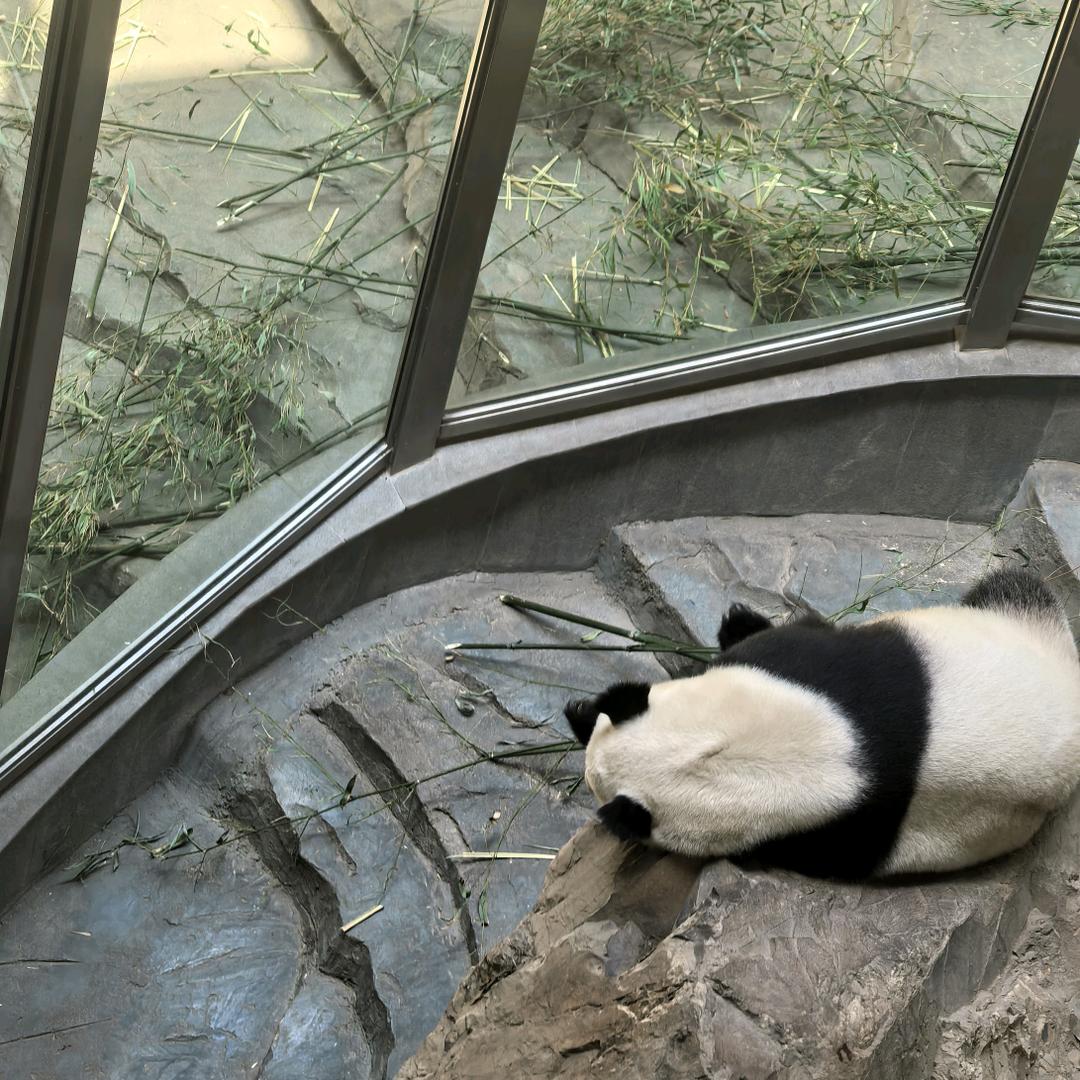莉