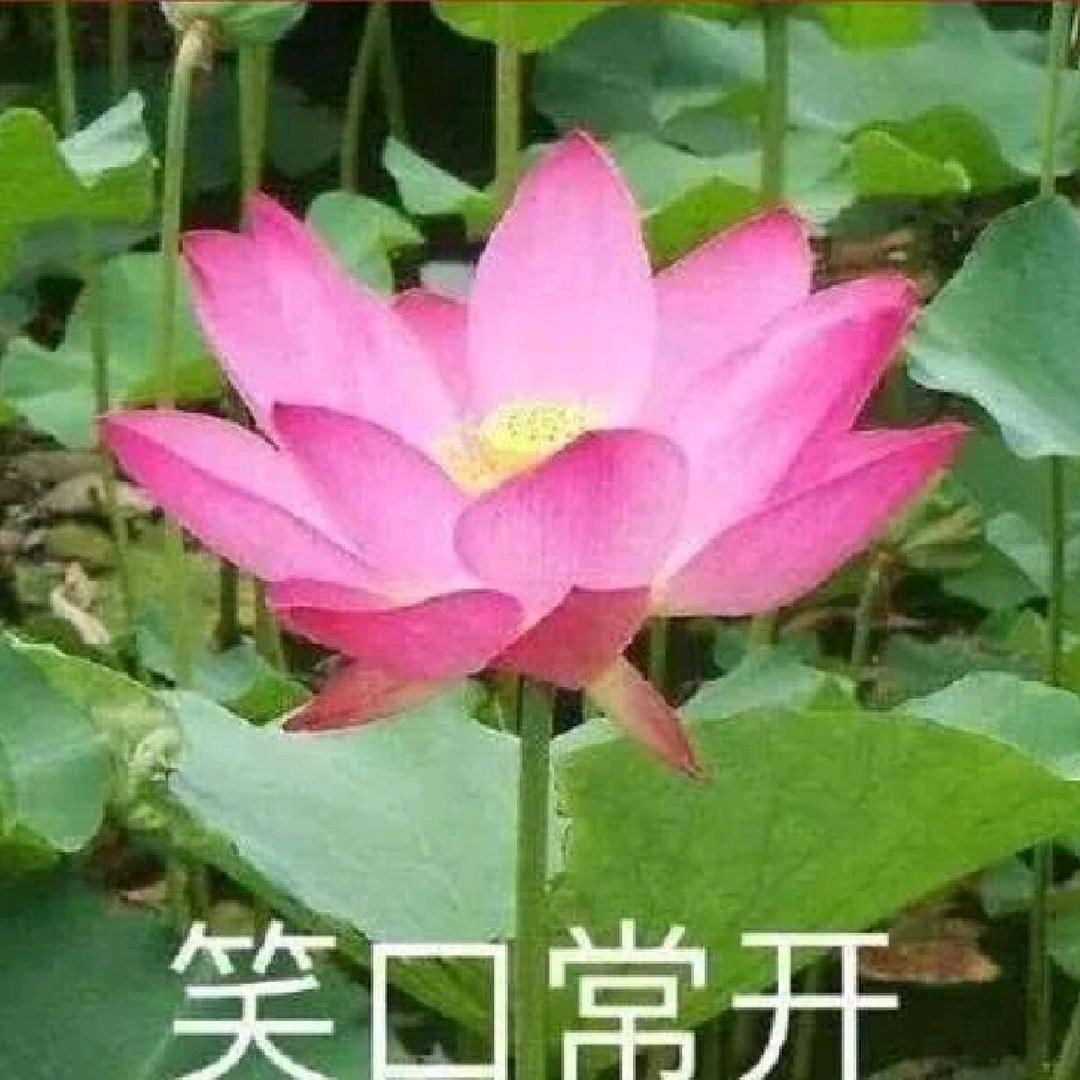 平平淡淡