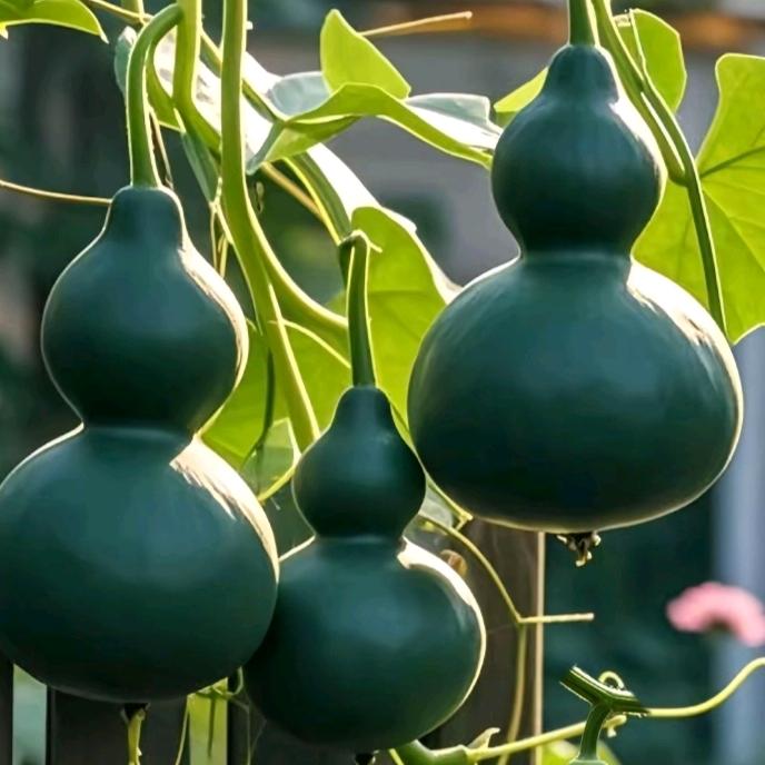 小葫芦特色小铺子