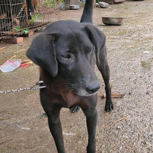 🐑珜🐑养了个🐏