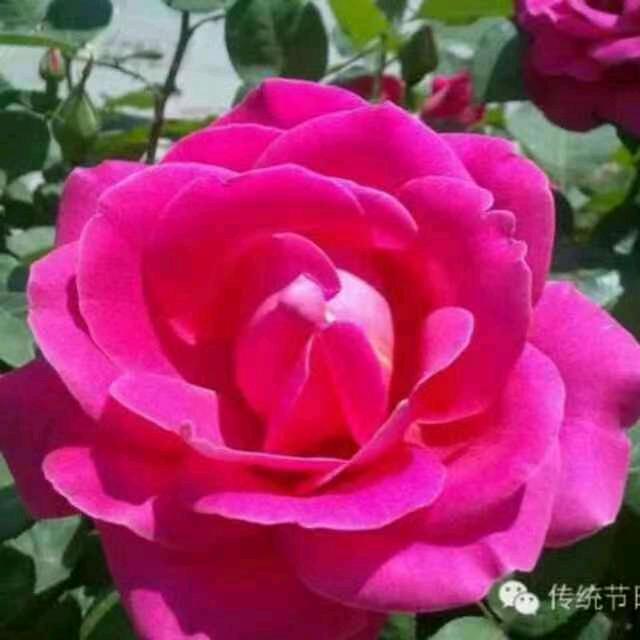 分分秒秒都开心🍎🍎🌹🌹🍓🍓