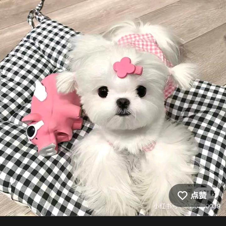 小万万