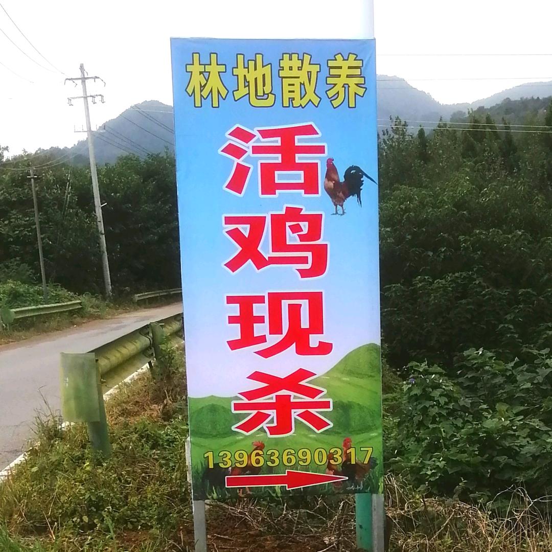 光头哥