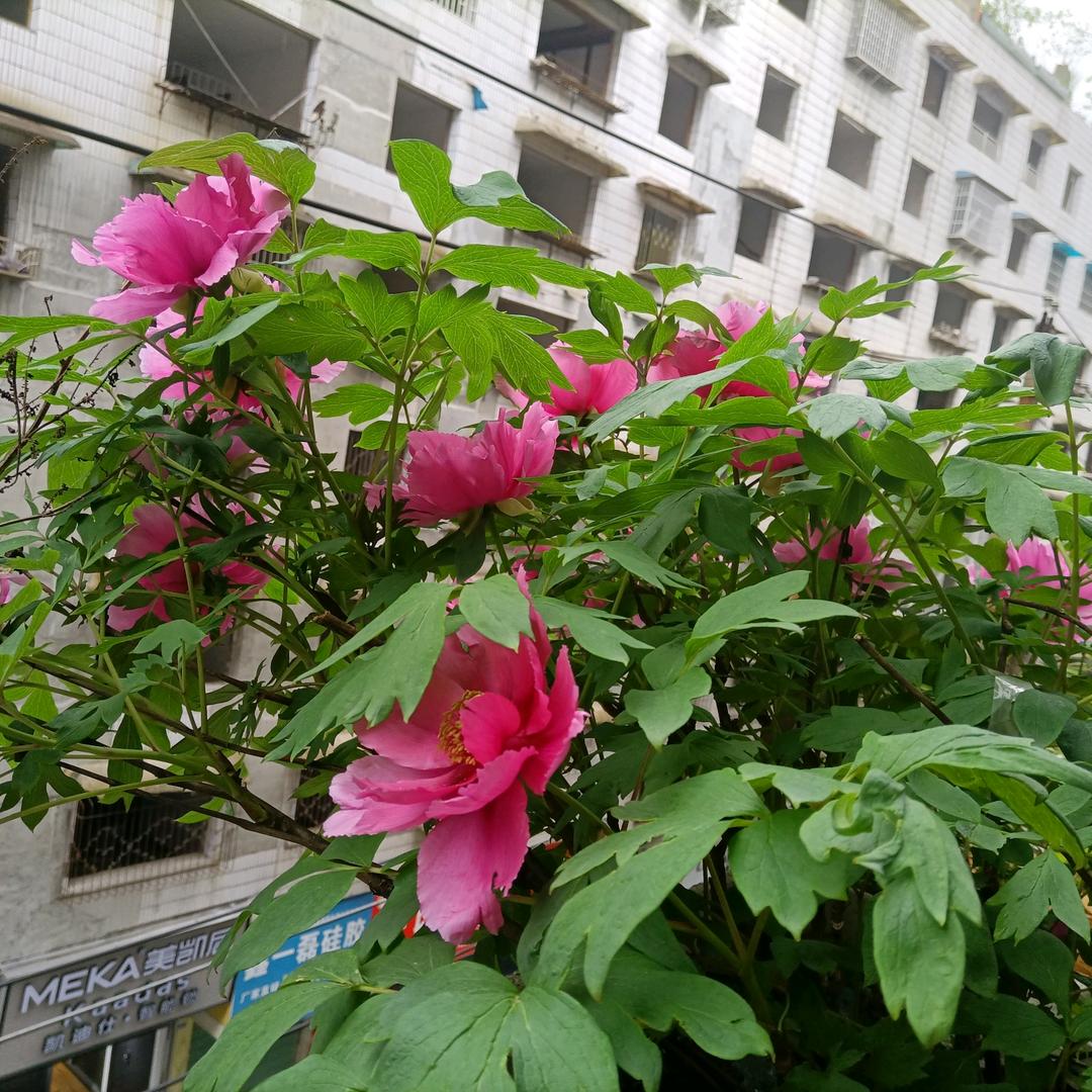 小左