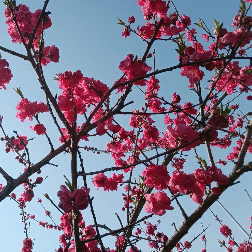 两个宝贝外婆🌺