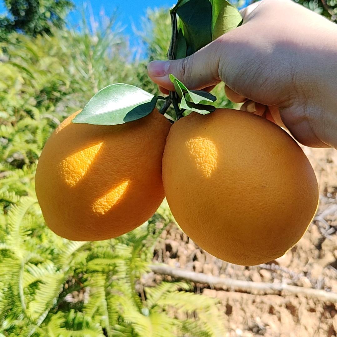 种橙子🍊梁姨