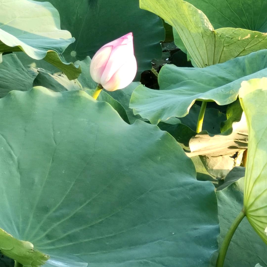 随缘