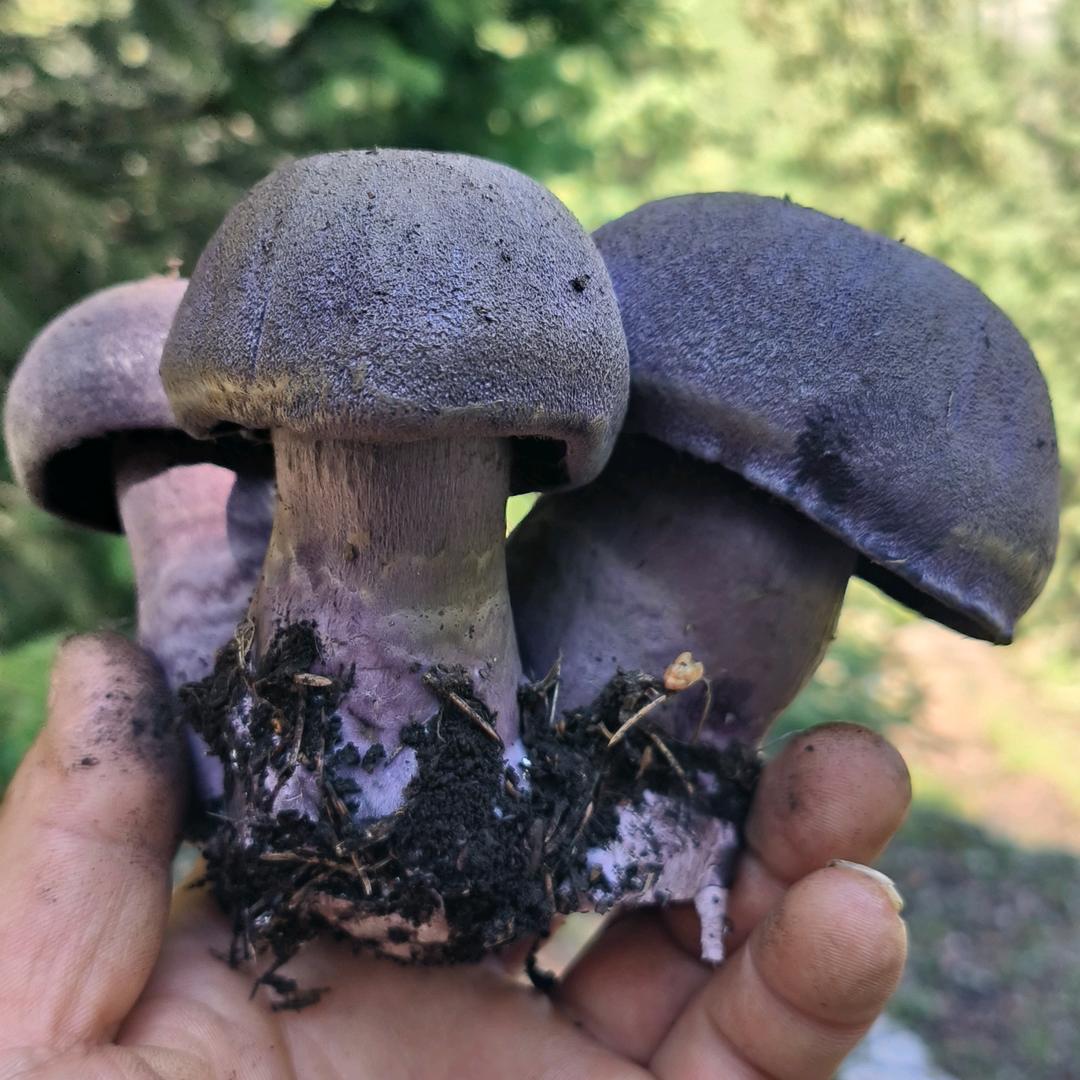 财富自由才是自由