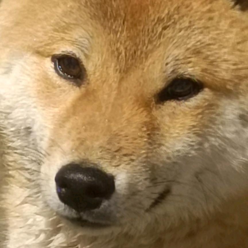 大牛家
