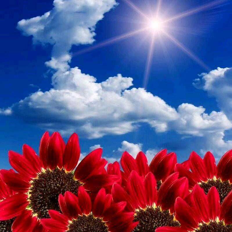 夏天的芬芳