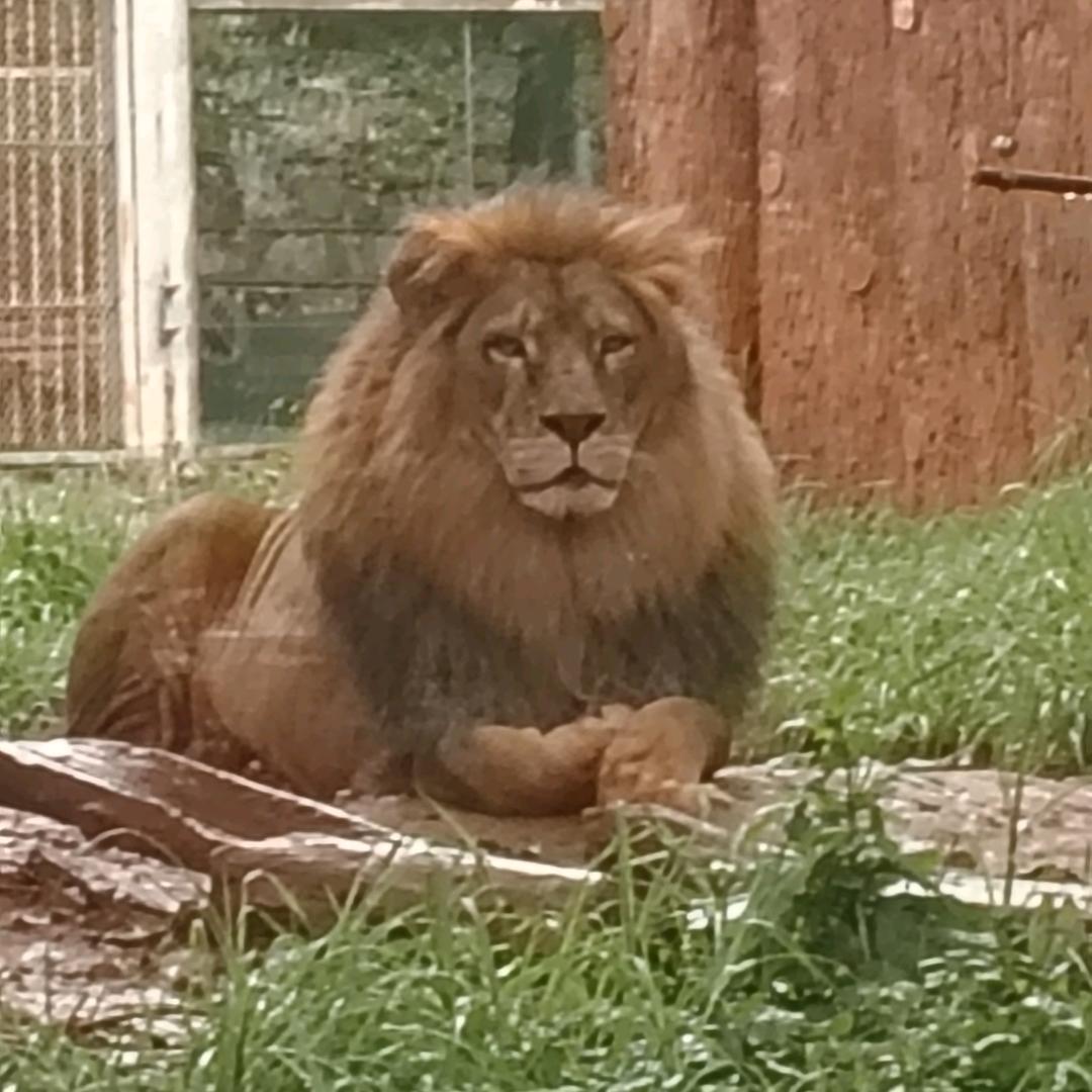 1♥(｡￫v￩｡)♥3🌹1🌸4520