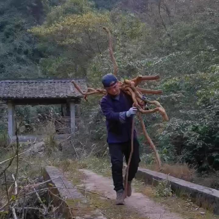 石氏侗草