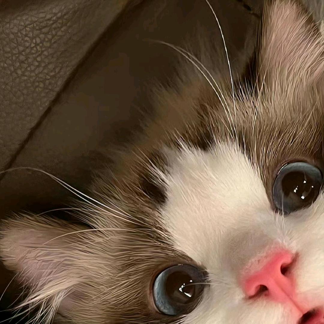 狸XHY.