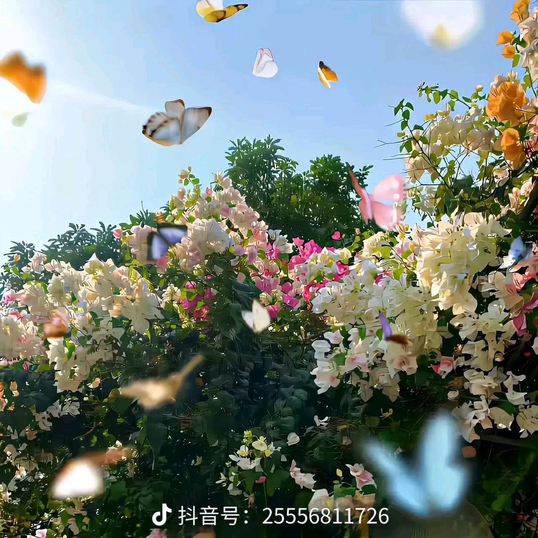 口香无糖🍬