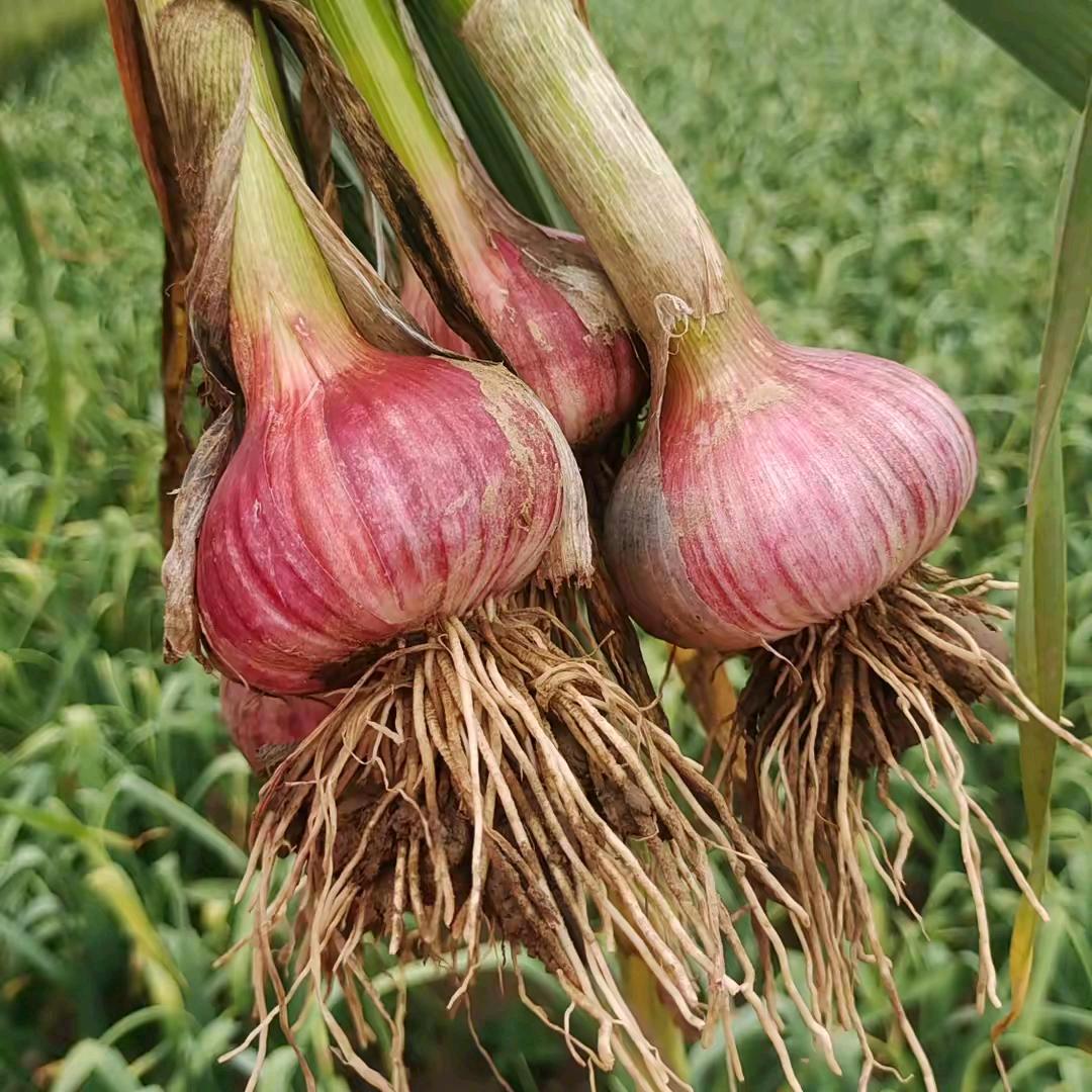 ঞ🍒四 伟🧄꧔ꦿ᭄