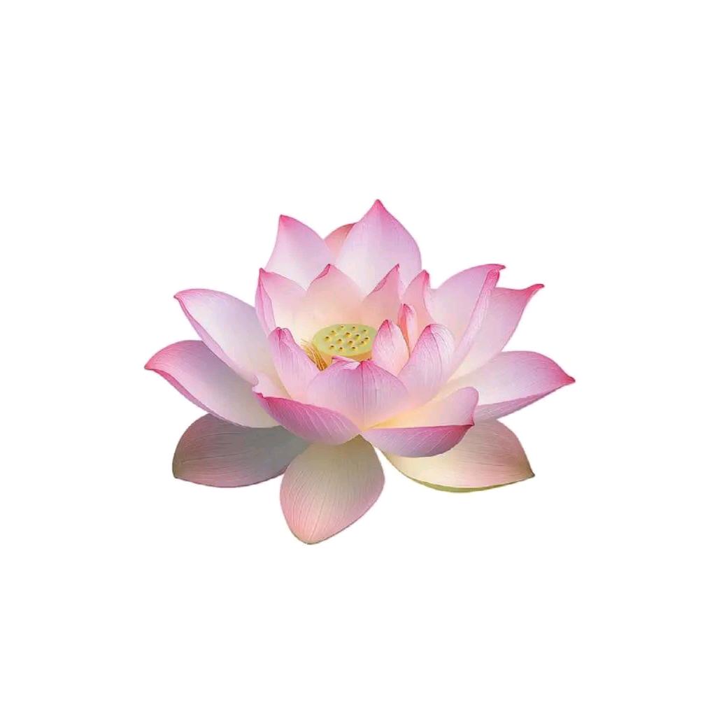 皇冠曲琦