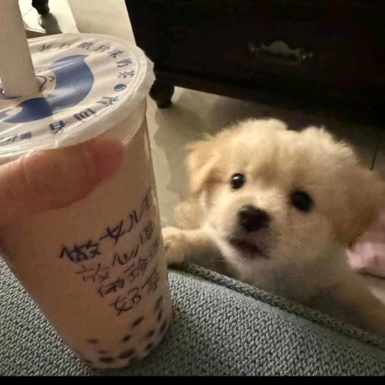 𓆜𓆝𓆟 𓆞𓆝𓆟