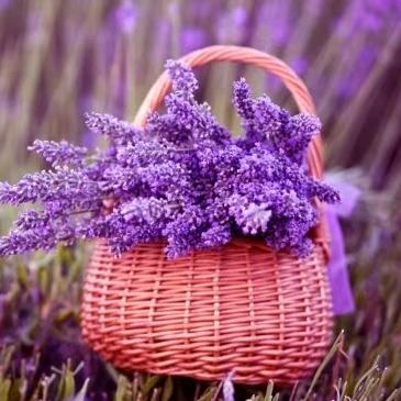 💞࿐ℋღ᭄梅🍒᭄💞࿐