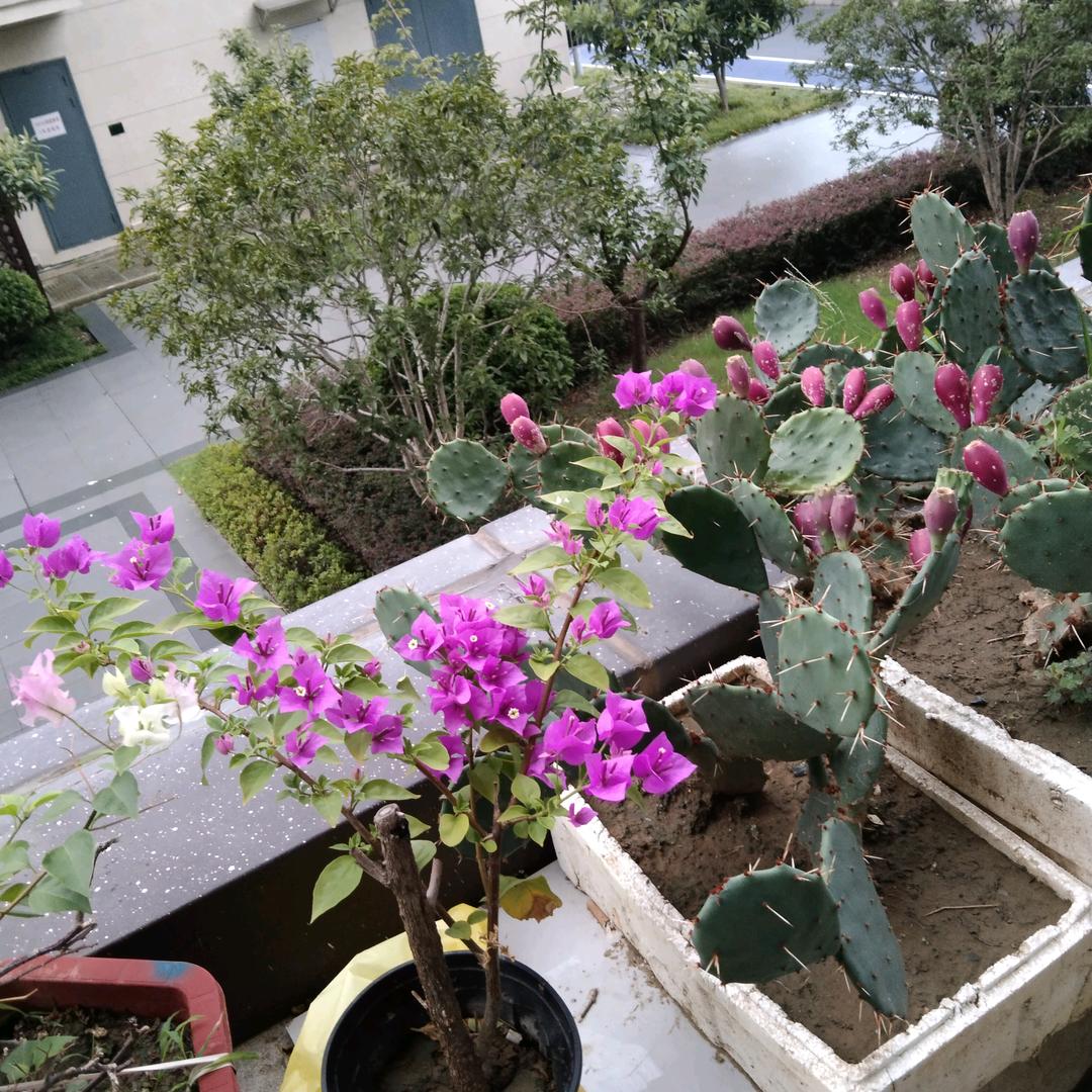 邓秀芳🐍🐍🐍