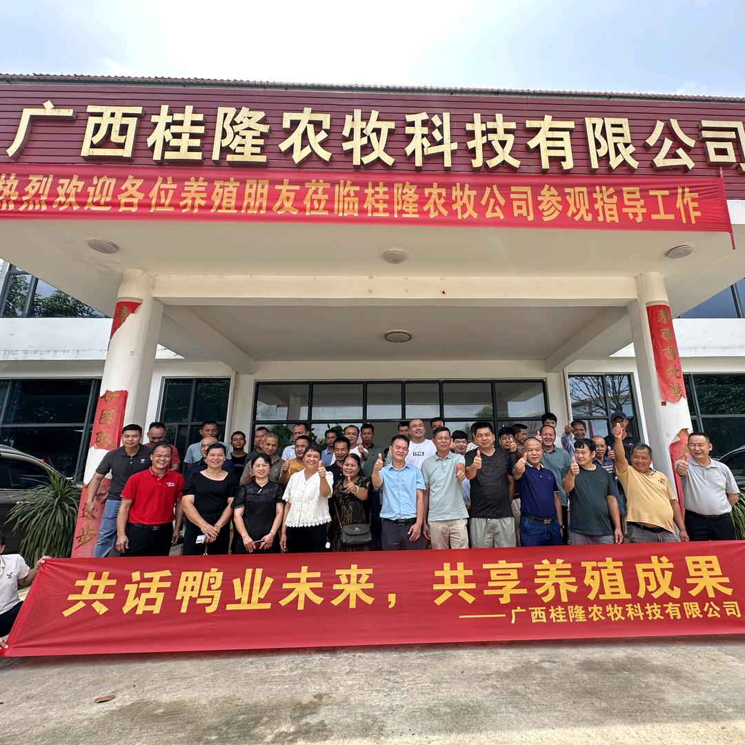 桂隆鸭苗一一罗康桥