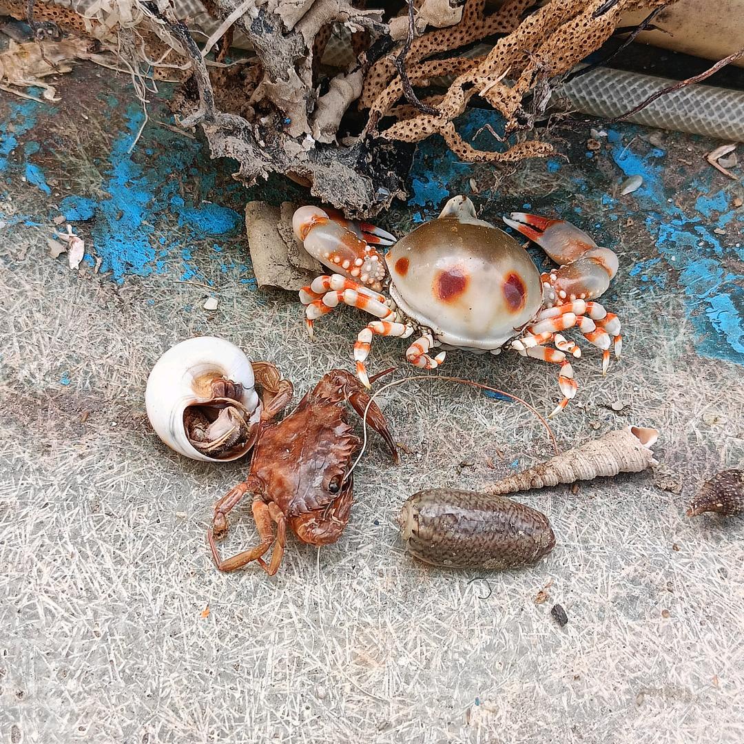 海乞丐