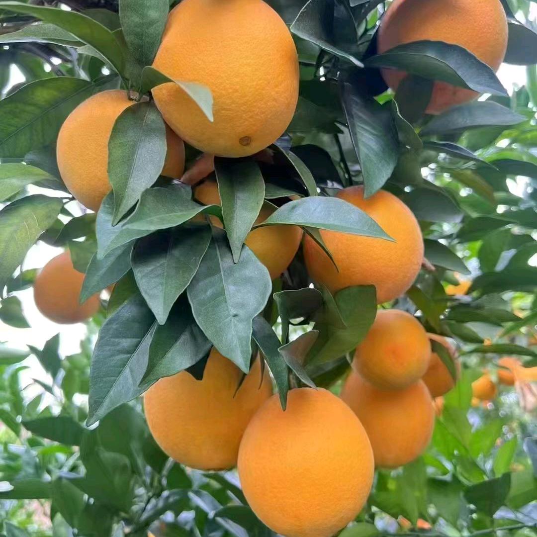 橙柚大叔！招代理！一件代发