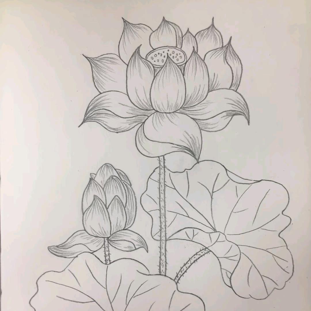 喜欢吃香菜
