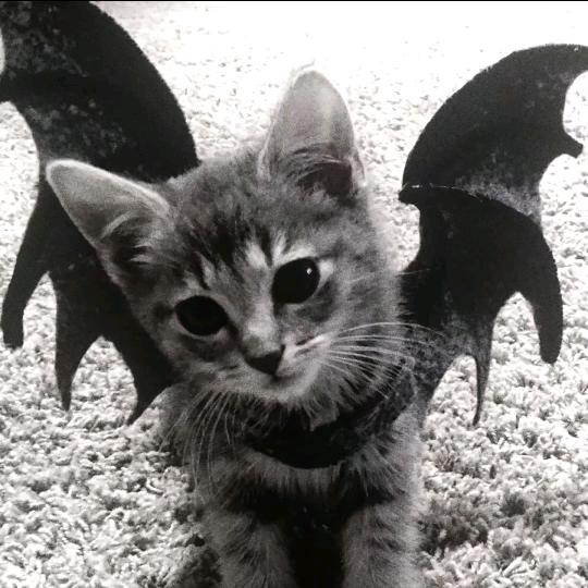 ﹫𝙼𝚒𝚗𝙴𝚛𝚒𝚢𝚊連尾痣