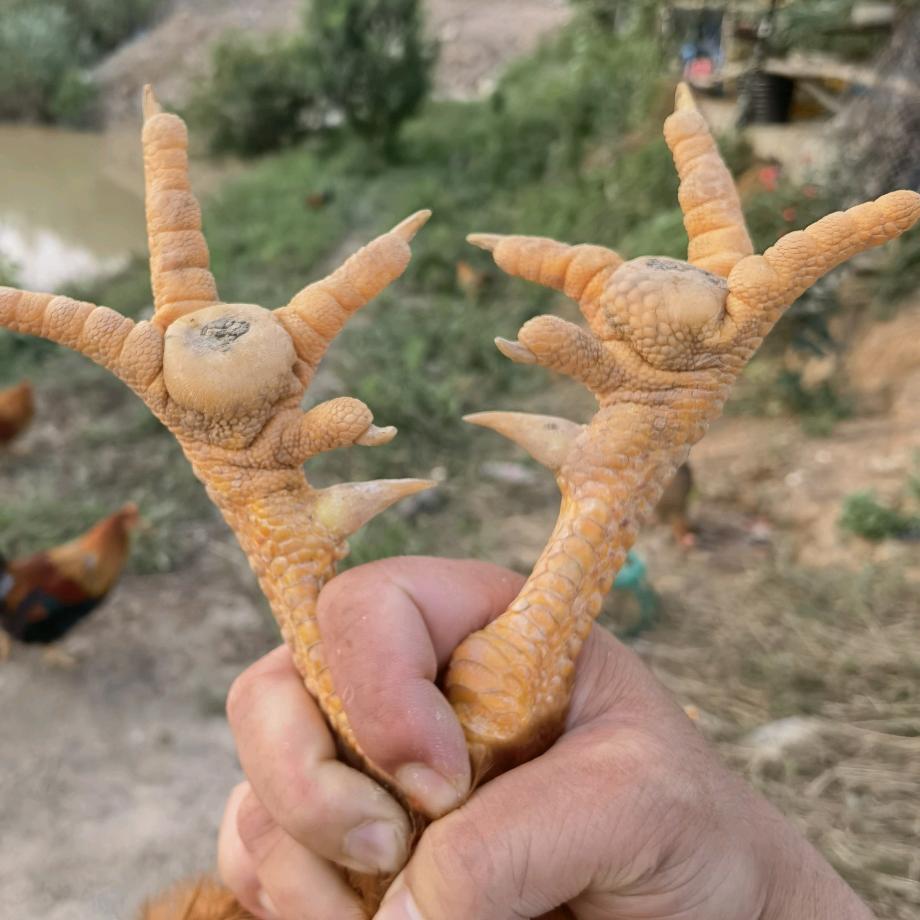 阿阳生鲜土鸡