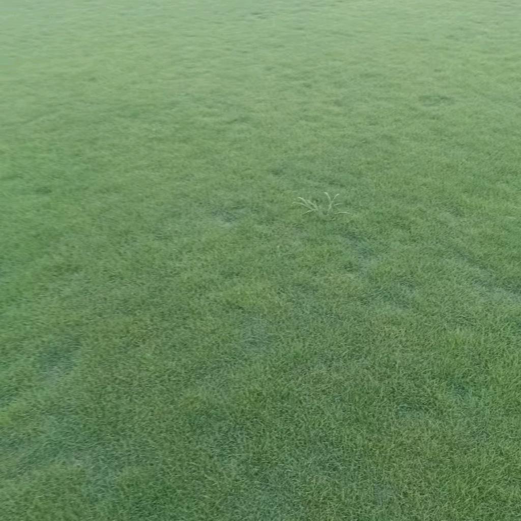 南靖县永诚草皮场