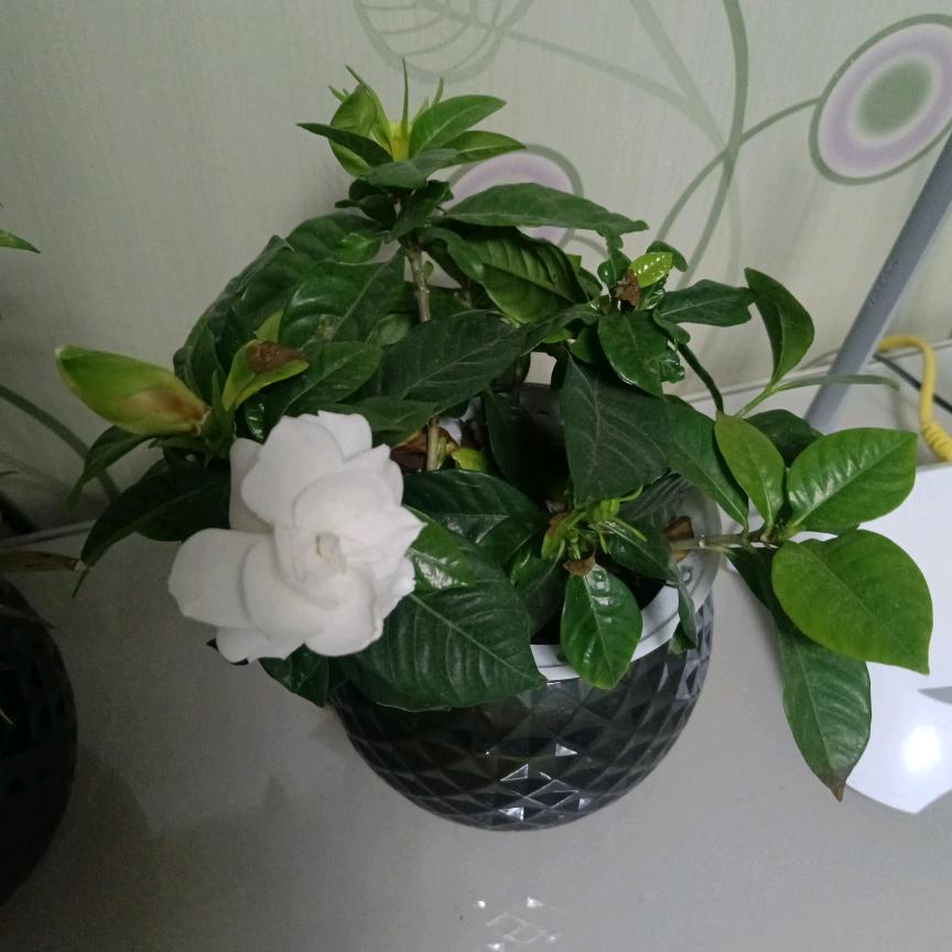 允沧海一声笑（康哥）