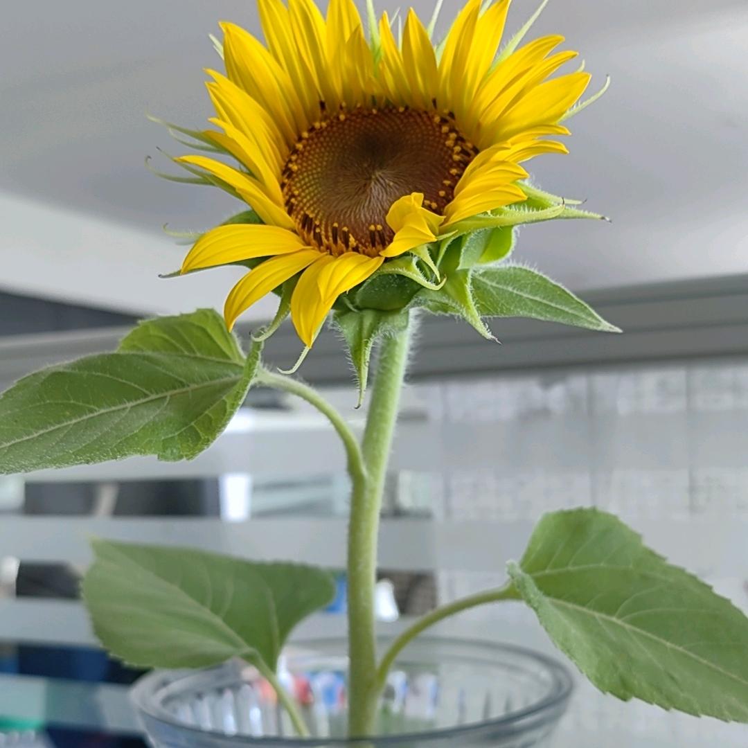 蓝鸢