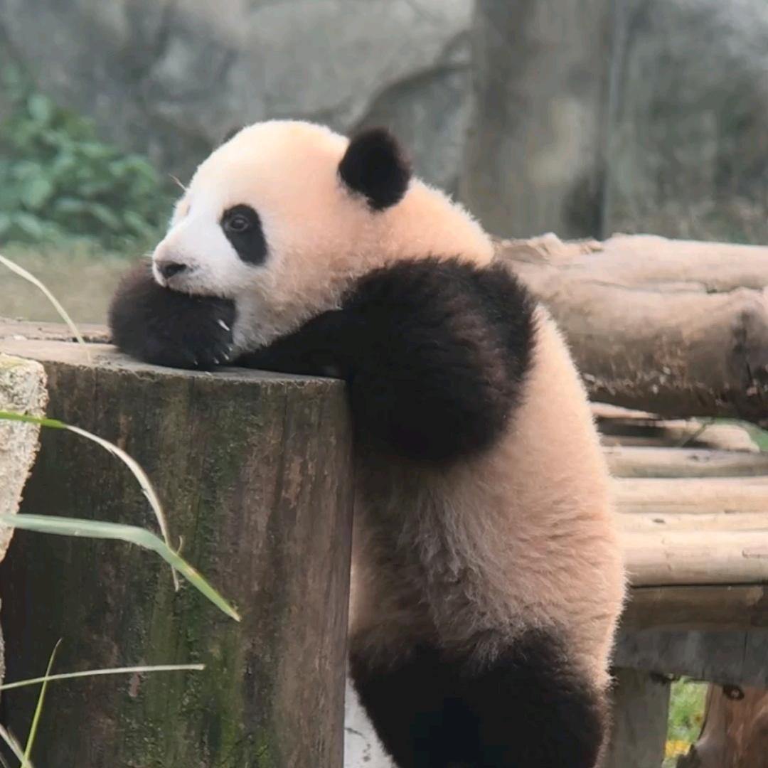 ✍妙笔生花 金喜连连